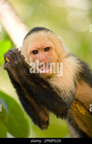 Nahaufnahme eines wütenden Weißkopfaffen (Cebus capucinus) im Gumbo Limbo Park, Honduras; Roatan, Honduras Stockfoto