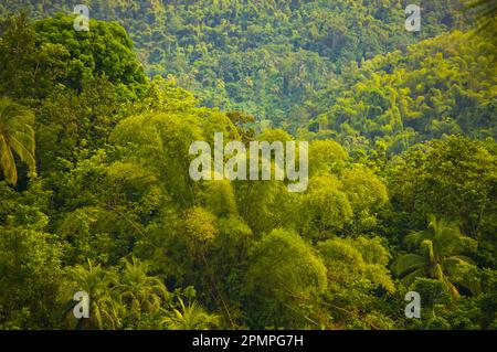 Üppiges Laub in einem dichten Wald entlang der Straße nach Moore Town, Jamaika; Moore Town, Port Antonio, Jamaika Stockfoto