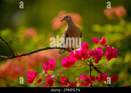 Die Taube sitzt auf einem roten blühenden Zweig in Tobago, Tobago Island, Trinidad und Tobago Stockfoto