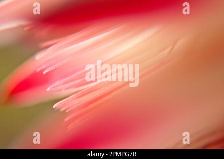 Aus nächster Nähe die Blütenblätter einer Protea-Blume; Kapstadt, Südafrika Stockfoto