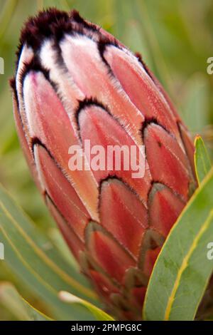 Geschlossene Blütenblätter einer Blume in einem botanischen Garten von Kapstadt; Kapstadt, Südafrika Stockfoto