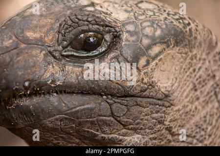 Nahaufnahme des Gesichts einer Riesenschildkröte; Seychellen Stockfoto