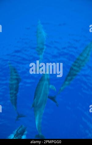 Gruppe von Spinnerdelfinen (Stenella longirostris) Schwimmen; Mayotte, M'Bouzi Island, Frankreich Stockfoto