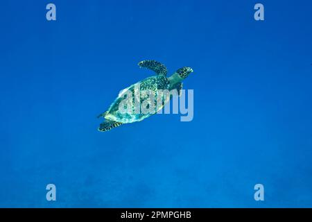 Meeresschildkröte schwimmt im hellblauen Wasser; Seychellen Stockfoto