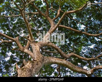 Blick auf einen großen Baum; Vereinigung der Komoren Stockfoto