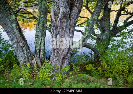 Großer Baum in der Nähe von Wasser und herbstfarbenes Laub im Acadia-Nationalpark; Maine, Vereinigte Staaten von Amerika Stockfoto