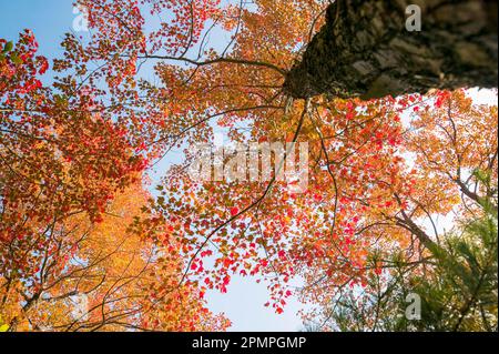 Feurige orangefarbene Blätter, die oben von einem niedrigen Winkel eines Baumes im Acadia-Nationalpark, Maine, im Herbst gesehen wurden; Maine, Vereinigte Staaten von Amerika Stockfoto