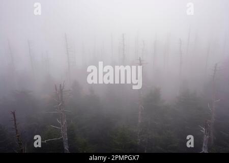 Tote Bäume im Nebel am Clingmans Dome im Great Smoky Mountains National Park, USA; Tennessee, USA Stockfoto