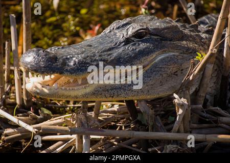 Nahaufnahme eines amerikanischen Alligatorkopfes (Alligator mississippiensis) im Everglades-Nationalpark, Florida, USA; Florida, USA Stockfoto