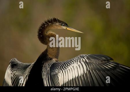 Anhinga (Anhinga anhinga) sonnt sich am Anhinga Trail im Everglades National Park, Florida, USA; Florida, USA Stockfoto