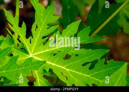 Blätter grüner Papayas (Carica Papaya) für natürlichen Hintergrund und Tapeten Stockfoto