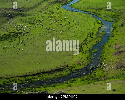 Schafe, die auf der Weide weiden. Grüngras und Blick auf den Fluss im Frühling. Das Plateau am Donnerstag läuft. Aybasti, Ordu, Türkiye Stockfoto