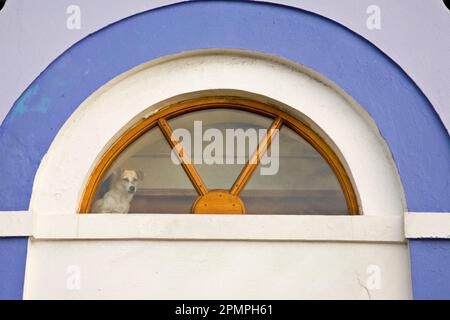 Hund steht in einem Fenster über einem Türrahmen; San Juan, Puerto Rico Stockfoto