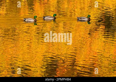 Drei männliche Mallarden (Anas platyrhynchos), die im Herbst in einer Reihe in einem Teich schwimmen; Mystic, Connecticut, Vereinigte Staaten von Amerika Stockfoto