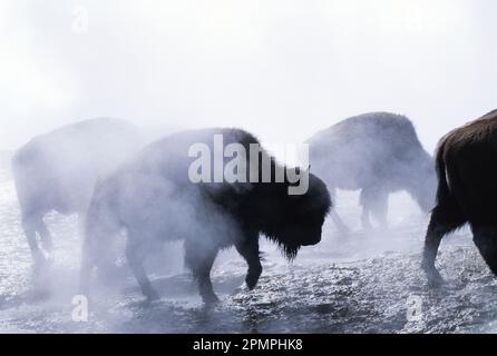 Amerikanischer Bison (Bison Bison) in einem Morgennebel im Yellowstone-Nationalpark; Vereinigte Staaten von Amerika Stockfoto