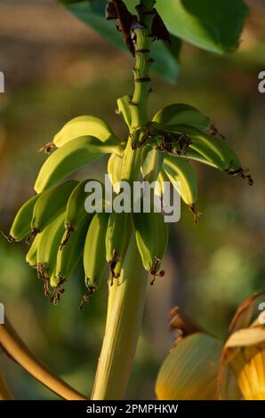 Nahaufnahme einer Bananenpflanze im Sonnenlicht; Costa Rica Stockfoto