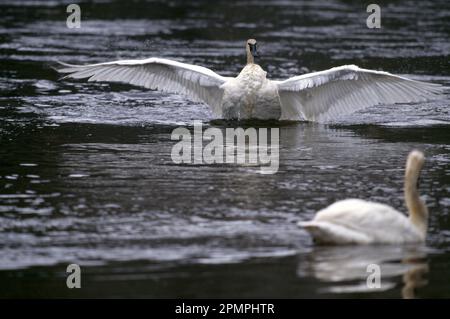 Trompeterschwan (Cygnus Buccinator) streckt seine Flügel, während er im Madison River im Yellowstone-Nationalpark in Wyoming, USA sitzt Stockfoto