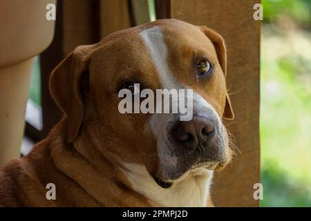 Nahaufnahme braunes, weißes Hundegesicht mit isoliertem Hintergrund. Selektivfokus des Hundes. Verfügbar für Ausschnitt. Stockfoto