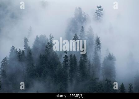 Fichtenbäume blicken durch den Nebel im Yoho National Park, BC, Kanada; British Columbia, Kanada Stockfoto