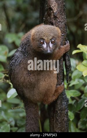 Rotbauchlemur (Lemur rubriventer) haftet an einem Baumstamm; Madagaskar Republik Stockfoto