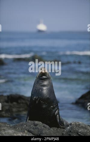 Der kalifornische Seelöwe (Zalophus californianus) blickt in Richtung Himmel; Fernandina Island, Galapagos Islands, Eduador Stockfoto