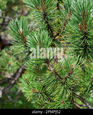 Detail der Blätter und Zweige von Zwarf Mountain Kiefer, Pinus mugo. Foto im Mieming Range, Bundesstaat Tirol, Österreich. Stockfoto