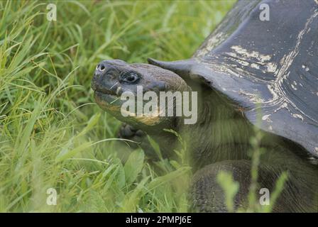 Nahaufnahme eines Porträts einer Riesenschildkröte (Chelonoidis nigra), die durch das hellgrüne Hochland der Insel Santa Cruz kriecht; Galapagos-Inseln, Ecuador Stockfoto