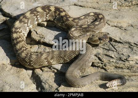 Nördliche Schwarzschwanzklapperschlange (Crotalus molossus molossus) in der Chihuahuan-Wüste im Guadalupe Mountains-Nationalpark Stockfoto