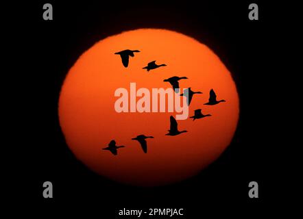 Sandhill-Krane (Antigone canadensis), Silhouette gegen die Sonne; Nebraska, Vereinigte Staaten von Amerika Stockfoto