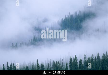 Fichtenbäume blicken durch den Nebel im Yoho National Park, BC, Kanada; British Columbia, Kanada Stockfoto