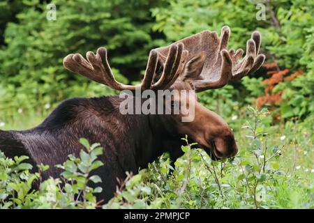 Bullenelche (Alces alces) zwischen hohen Büschen; Cape Breton, Nova Scotia, Kanada Stockfoto