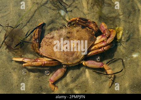 Krabben ruhen auf dem Sandboden in klarem, seichten Wasser entlang Great Island, Cape Cod, Massachusetts, USA Stockfoto