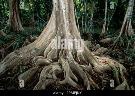 Die verwinkelten Wurzeln der Drachenblutbäume (Pterocarpus officinalis), die von den Einheimischen „Mangroven“ genannt werden, halten nicht nur die Flüsse in Domi... Stockfoto