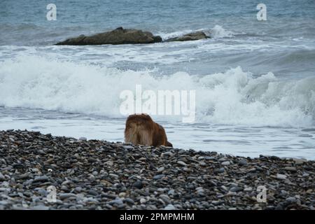 Brauner australischer Schäferhund steht im Meer und Trinkwasser. Rückansicht. Machen Sie einen Spaziergang mit Haustier entlang der Schwarzmeerküste in Sotschi. Charmantes australisches rotes Tri Stockfoto