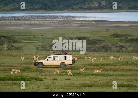 Grants Gazellen (Nanger granti) und Thomson's Gazelles (Eudorcas thomsonii) grasen um ein Safari-Fahrzeug mit Touristen und Fotografen in Ser... Stockfoto