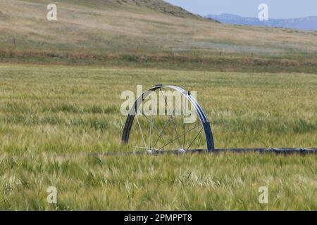 Bewässerungssystem der Radleitung (oder Sideroll) in einem Getreidefeld in der Nähe von Augusta, MT. Stockfoto