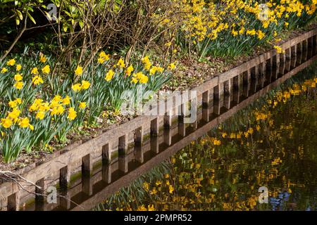 Amsterdam, Niederlande, 23. März 2023: Die jährliche Eröffnung des Keukenhof-Gartens hat begonnen, mit Frühlingszwiebeln, darunter viele verschiedene Stockfoto