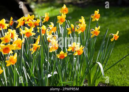 Amsterdam, Niederlande, 23. März 2023: Die jährliche Eröffnung des Keukenhof-Gartens hat begonnen, mit Frühlingszwiebeln, darunter viele verschiedene Stockfoto