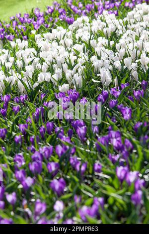 Amsterdam, Niederlande, 23. März 2023: Die jährliche Eröffnung des Keukenhof-Gartens hat begonnen, mit Frühlingszwiebeln, einschließlich dieser dicht gepflanzten Zwiebeln Stockfoto