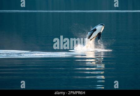 Killerwal oder Orca (Orcinus Orca) hüpfen und schwimmen im Frederick Sound, Inside Passage, Alaska, USA; Vereinigte Staaten von Amerika Stockfoto