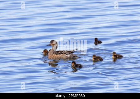 Eurasischer Witwe/Europäischer Widgeon (Mareca penelope/Anas penelope), weiblich, schwimmend mit Küken im Teich im Sommer, Island Stockfoto