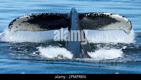 Wasser tropft aus den Schwanzfluten eines Buckelwals (Megaptera novaeangliae), während er taucht; in Passage, Alaska, USA Stockfoto