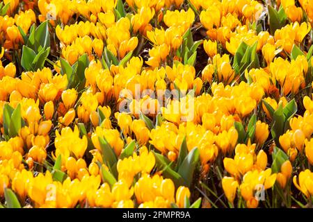 Amsterdam, Niederlande, 23. März 2023: Die jährliche Eröffnung des Keukenhof-Gartens hat begonnen, mit Frühlingszwiebeln, einschließlich dieser dicht gepflanzten Zwiebeln Stockfoto