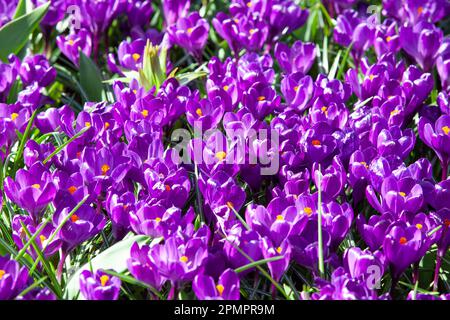 Amsterdam, Niederlande, 23. März 2023: Die jährliche Eröffnung des Keukenhof-Gartens hat begonnen, mit Frühlingszwiebeln, einschließlich dieser dicht gepflanzten Zwiebeln Stockfoto