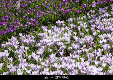 Amsterdam, Niederlande, 23. März 2023: Die jährliche Eröffnung des Keukenhof-Gartens hat begonnen, mit Frühlingszwiebeln, einschließlich dieser dicht gepflanzten Zwiebeln Stockfoto