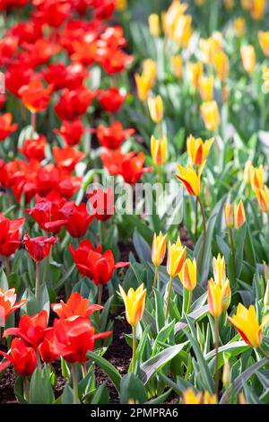 Amsterdam, Niederlande, 23. März 2023: Die jährliche Eröffnung des Keukenhof-Gartens hat begonnen, mit Frühlingszwiebeln einschließlich dieser gelben und roten Tul Stockfoto