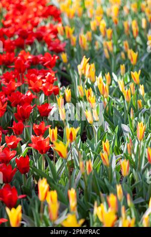 Amsterdam, Niederlande, 23. März 2023: Die jährliche Eröffnung des Keukenhof-Gartens hat begonnen, mit Frühlingszwiebeln einschließlich dieser gelben und roten Tul Stockfoto