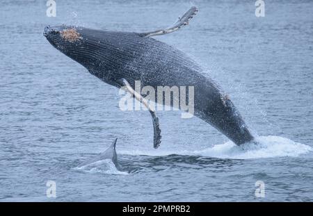 Buckelwal mit einem Kalb in Chatham Straight, Alaska, USA; Inside Passage, Alaska, Vereinigte Staaten von Amerika Stockfoto