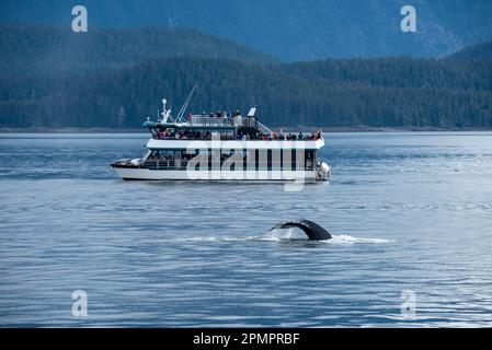 Touristen in einem Walbeobachtungsboot sehen eine buckelwalfluke (Megaptera novaeangliae) in Inside Passage in der Nähe von Juneau, Alaska, USA Stockfoto