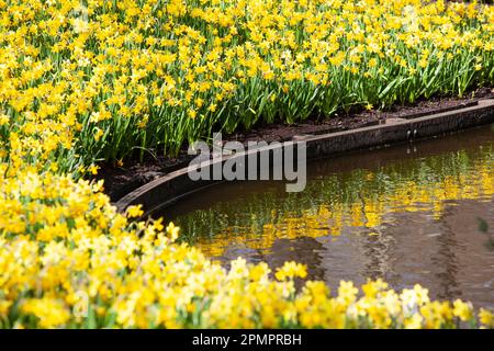 Amsterdam, Niederlande, 23. März 2023: Die jährliche Eröffnung des Keukenhof-Gartens hat begonnen, mit Frühlingszwiebeln, darunter viele verschiedene Stockfoto